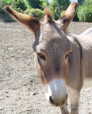 Perry-donkey-771457.jpg