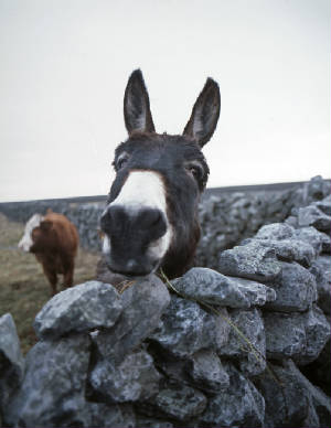 inismeain_donkey_portrait.jpg
