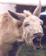 Donkey-4.jpg