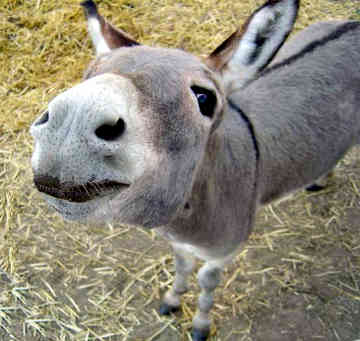 miniature-donkey-0015.jpg